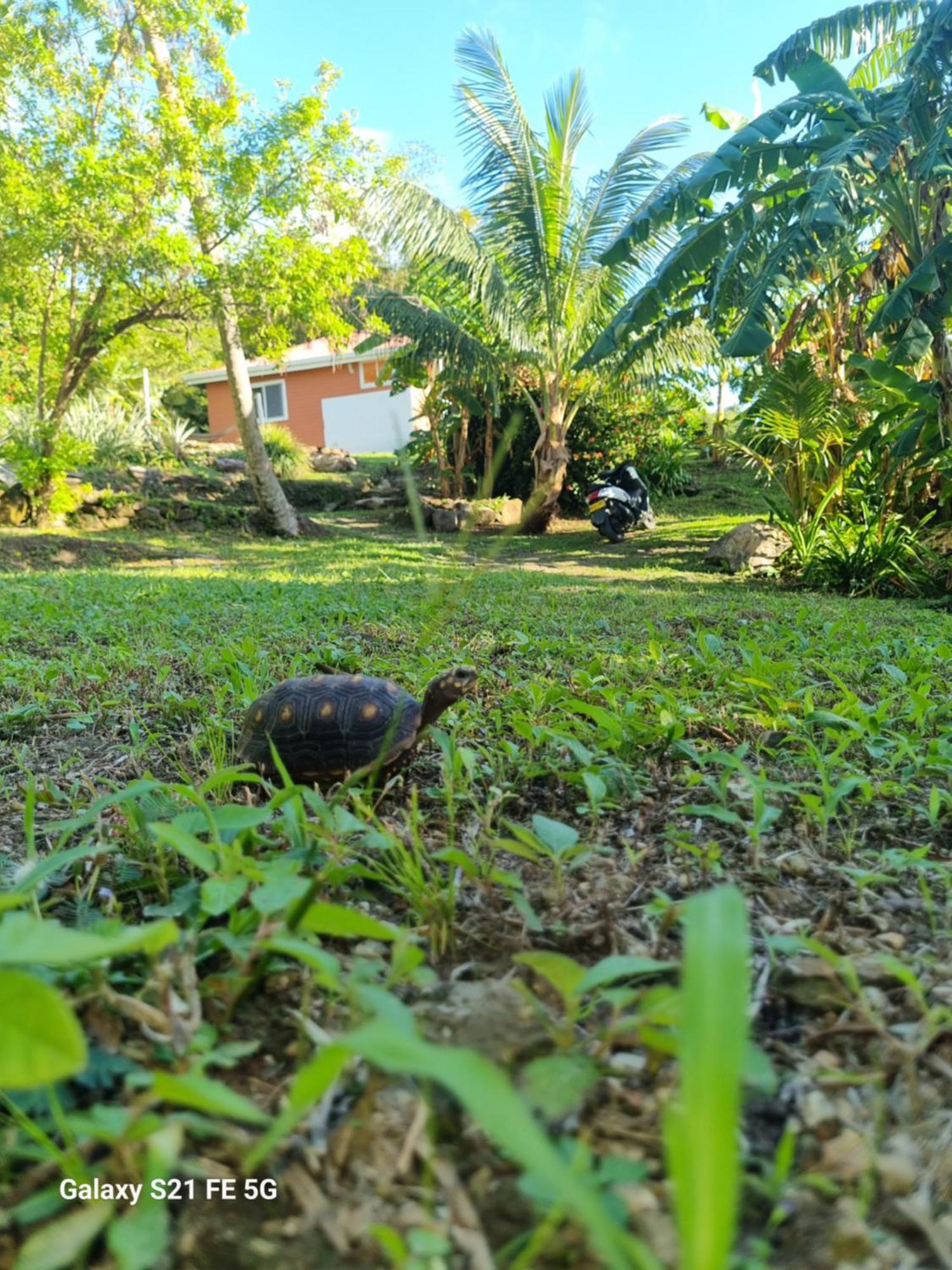 Aguadulce Frenchy'Sヴィラ エクステリア 写真