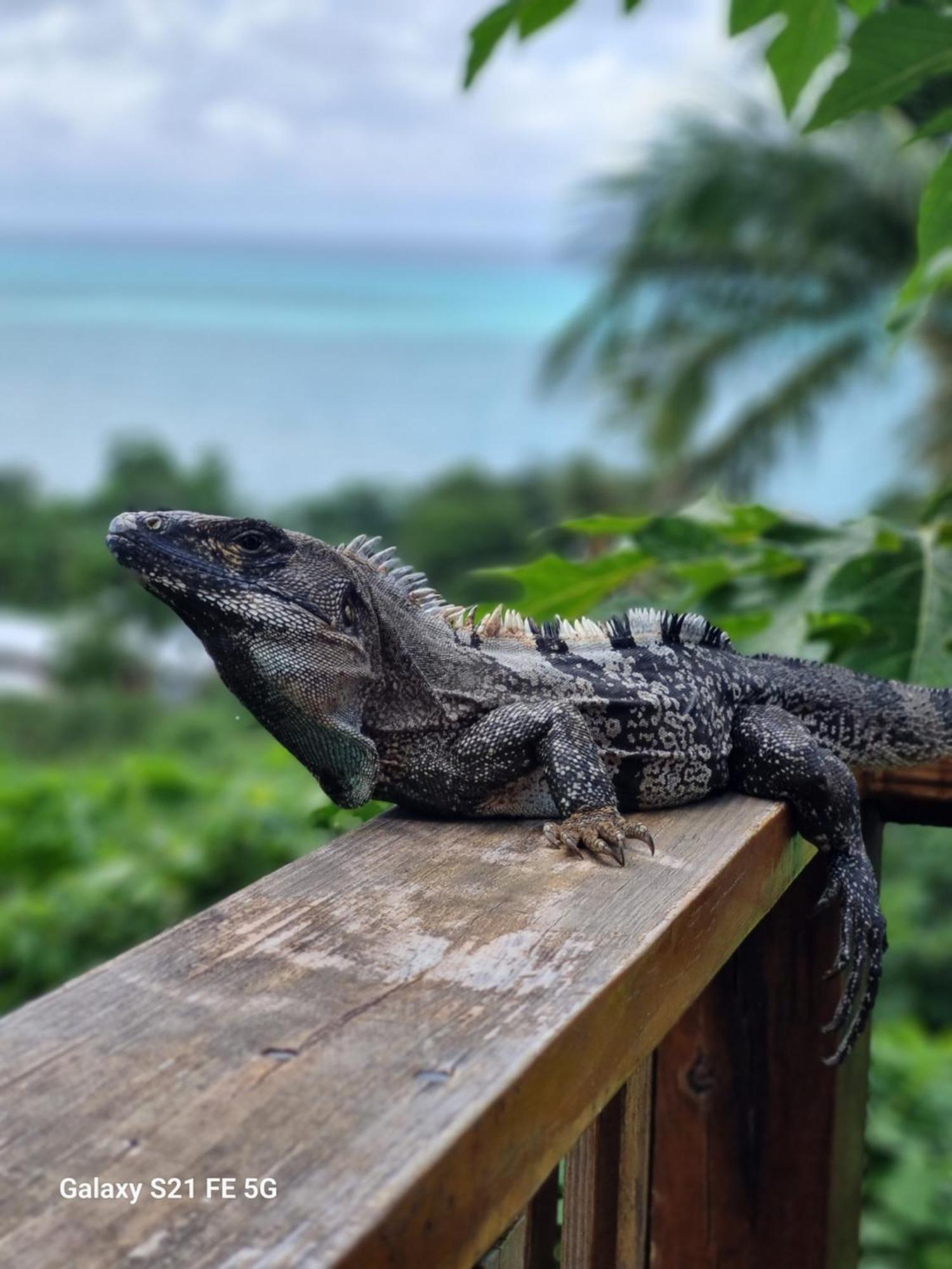 Aguadulce Frenchy'Sヴィラ エクステリア 写真